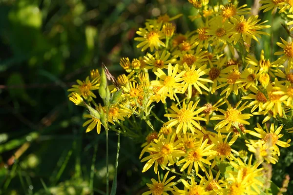 Kudüs enginarı ya da Helianthus tüberozusu Girasole, Pignut, Kanada patatesi, Topinambur olarak da bilinir.