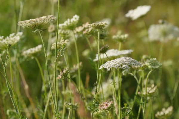 stock image Queen anne's lace also known as Wild carrot or Daucus carota