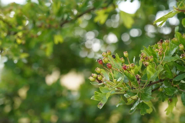 Bilinen adıyla Maythorn, Whitethorn, Quickthorn, Motherdie.