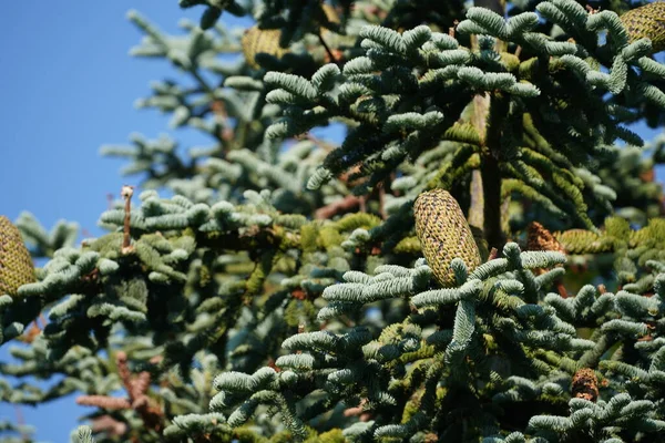 Jedle Strom Kužele Zelených Větvích Modrém Nebi Pozadí — Stock fotografie