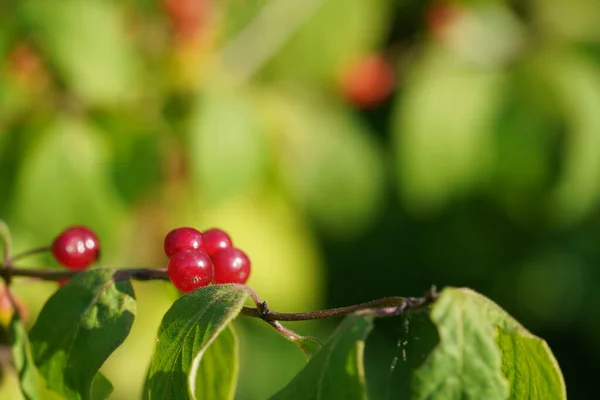Rote Beeren Eines Baumes Garten — Stockfoto