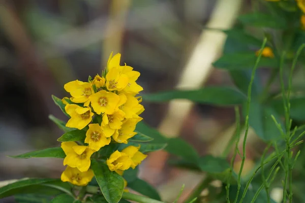 Μεγάλες Κίτρινες Λωρίδες Γνωστές Και Lysimachia Punctata Κυκλικά Άνθη — Φωτογραφία Αρχείου