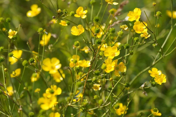 stock image Shrubby cinquefoil or Dasiphora fruticosa Common names include golden hardhack, widdy, and kuril tea