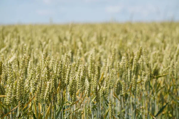 stock image Bread Wheat or Triticum aestivum also known as spelt