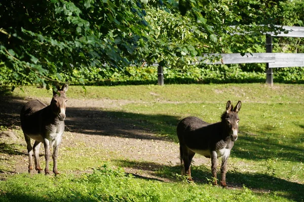 Donkeys Standing Green Meadow Daytime — Stock Photo, Image