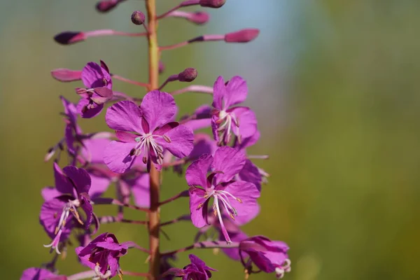 Mooie Lila Bloemen Tak Een Groene Achtergrond Natuurlijke Lente Achtergrond — Stockfoto