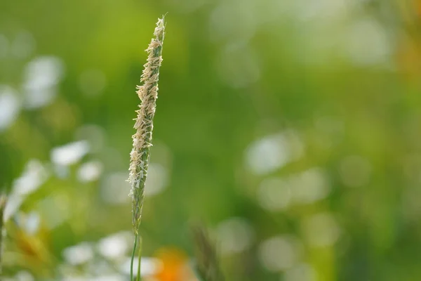 Herbe Verte Dans Prairie — Photo