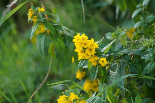 Gran Vida Floja Amarilla También Conocida Como Lysimachia Punctata Flores — Foto de Stock