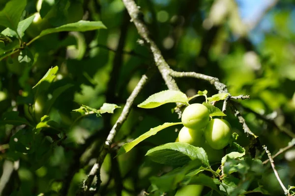 Prunus Domestica Ciruelas Europeas También Conocidas Como Damson — Foto de Stock