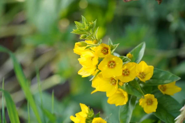 Gran Vida Floja Amarilla También Conocida Como Lysimachia Punctata Flores — Foto de Stock