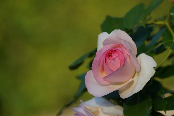 stock image roses in the garden with a blurred background 