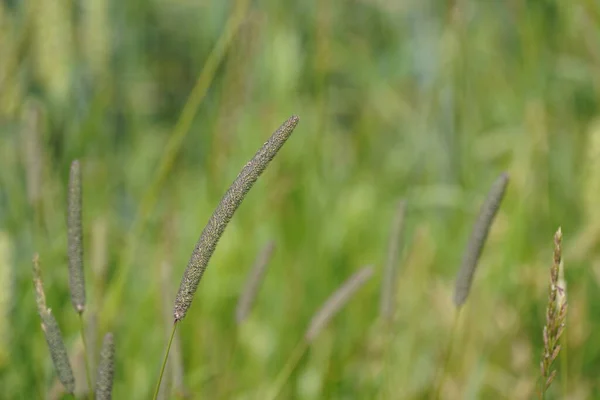 Timothy Phleum Pratense Also Known Common Cat Tail Herdsgrass — Stock Photo, Image