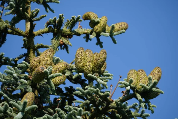 Szyszki Drzew Jodłowych Zielonych Gałęziach Tle Błękitnego Nieba — Zdjęcie stockowe