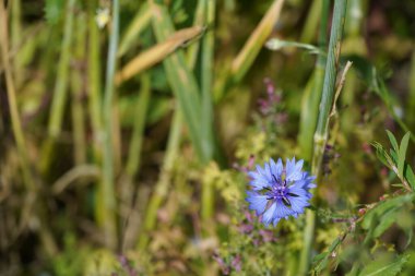 Çiçek bahçesi ya da Centaurea siyanüsü. Bluebottle olarak da bilinir.