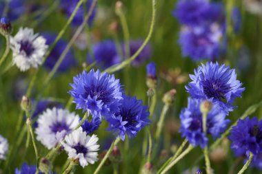 Mavi Şişe olarak da bilinen bahçe çiçekleri veya Centaurea siyanüsü.