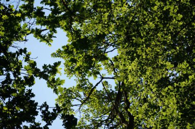 Güneş ışığındaki yeşil ağaç