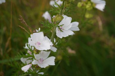 Musk mallow veya Malva moschata Hollyhock olarak da bilinir.