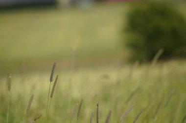 Timothy ya da Phleum pratense yaygın kedi kuyruğu olarak da bilinir, Herdsgrass