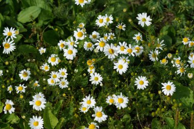 Oxeye papatyaları veya Leucanthemum vulgare ay papatyaları olarak da bilinir, Marguerite.
