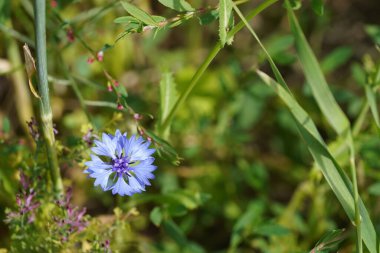 Çiçek bahçesi ya da Centaurea siyanüsü. Bluebottle olarak da bilinir.