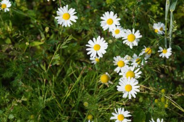 Oxeye papatyaları veya Leucanthemum vulgare ay papatyaları olarak da bilinir, Marguerite.