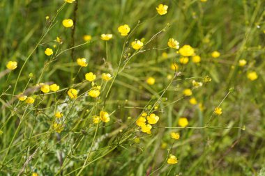 Shrubby cinquefoil veya Dasiphora fruticosa yaygın isimleri altın hardhack, widdy ve kuril tea içerir