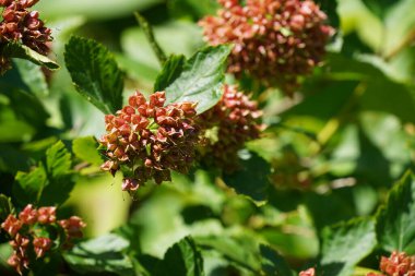 Sıradan bir ninebark ya da Physocarpus opulifolius