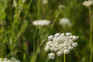 Kraliçe Anne 'in danteli. Vahşi havuç ya da Daucus carota olarak da bilinir.