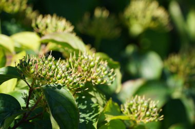 Pegwood, Blood Twig, Skewer wood, Catteridge tree, Houndberry, Dogberry, Gadrise, Gattar olarak da bilinir.