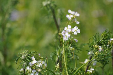 Yaban turpu veya Raphanus Raphanistrum, Daikon