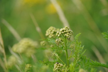 Tansy ya da Tanasetum vulgare de Altın düğmeler olarak bilinir.