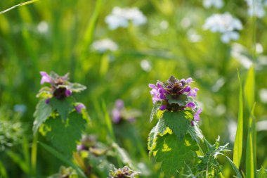 Çayırdaki güzel çiçeklere yakın çekim