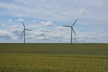 Ekmek Buğdayı veya Triticum aestivum olarak da bilinir.