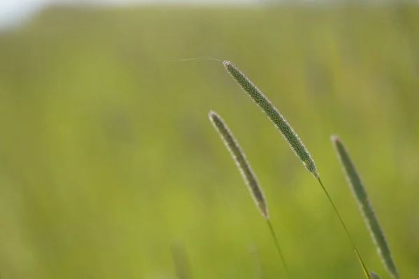Timothy Phleum Pratense Also Known Common Cat Tail Herdsgrass — Stock Photo, Image