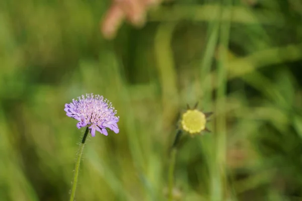 stock image Flower of the purple cornflower, close up