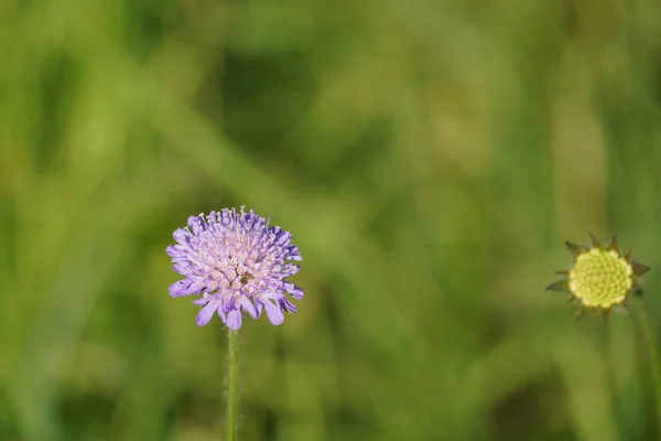 Stock image Flower of the purple cornflower, close up