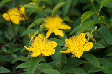 Sürünen St. John otu veya Hypericum kalycinum.