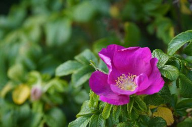 Rugosa gülü veya plaj, Letchberry