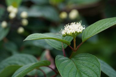 güzel beyaz çiçeklerin bahçede büyüyen