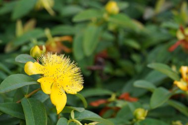 Sürünen St. John otu veya Hypericum kalycinum.