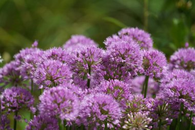 Dev soğan ya da Allium Giganteum