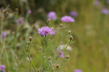 Peruklu knapweed veya Centaurea phrygia