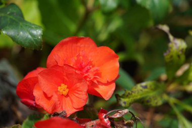 Güzel kırmızı çiçekler, doğa arka planı