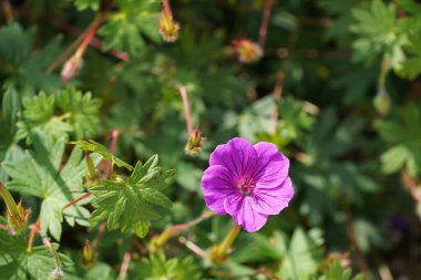 Kanlı vinç faturası ya da sardunya çiçekleri.