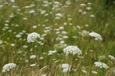 Kraliçe Anne 'in danteli. Vahşi havuç ya da Daucus carota olarak da bilinir.