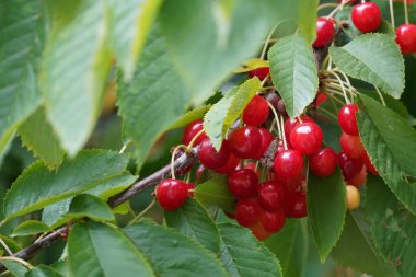 Tatlı kirazlar veya erik avyumu Mazzard, Massard olarak da bilinir.