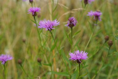 Peruklu knapweed veya Centaurea phrygia
