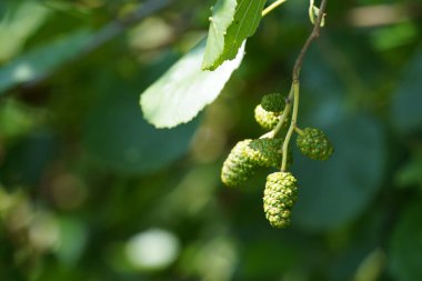 Siyah kızılağaç ya da Alnus glutinosa