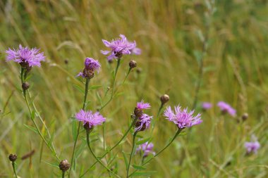 Peruklu knapweed veya Centaurea phrygia