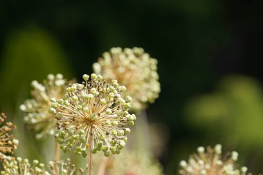 Tüylü Sarsaparilla ya da Aralia hispida Cüce İhtiyar olarak da bilinir. 